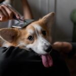 Salmon Oil For Dogs Shedding