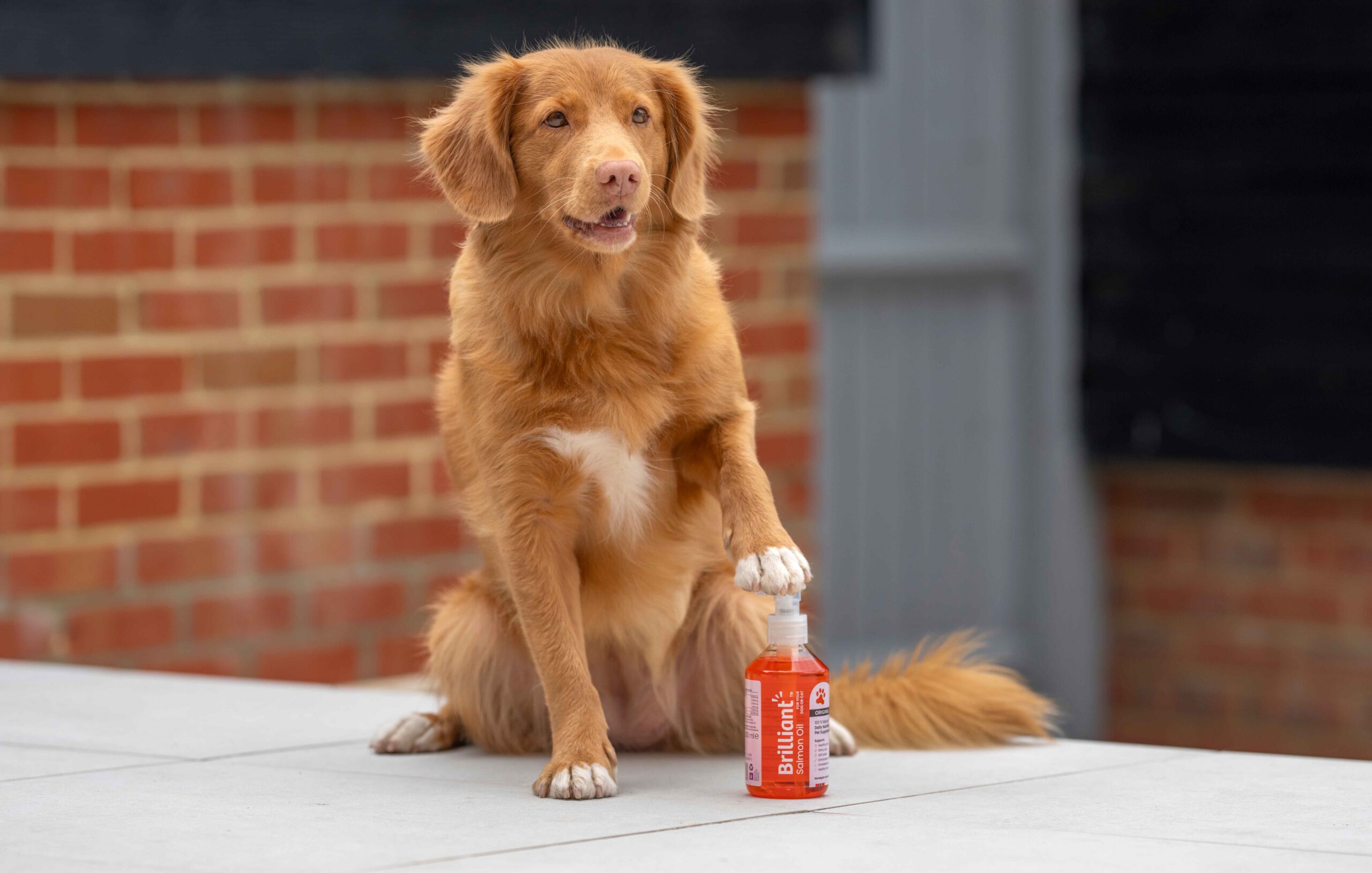 salmon oil for dogs how to use