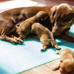 salmon oil for pregnant dogs